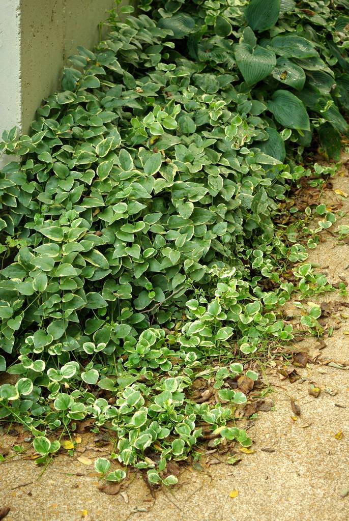 It's Not Work, It's Gardening! climb, climb, flower, climb